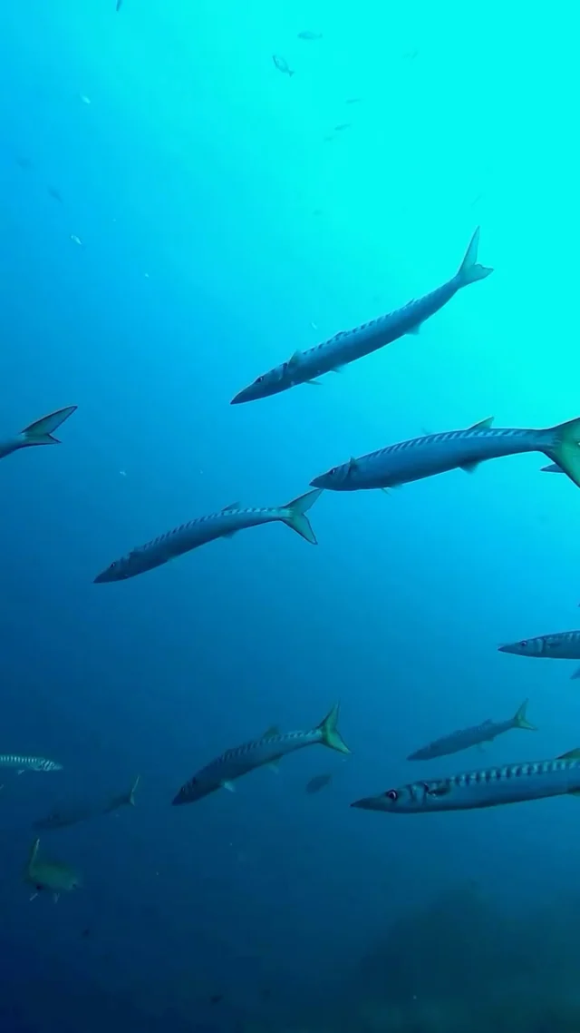 ☀️ La saison approche ☀️
Les beaux jours reviennent à Marseille et on a hâte de reprendre la saison !!  👉 Notre équipe arrive en force dès le 25 mars et nos créneaux de plongée sont ouverts 🫧🫧  Pour toutes réservations, appelez-nous !
☎️ 06 14 31 00 93  #marseille #plongee #plongeesousmarine #parcnationaldescalanques #frioul