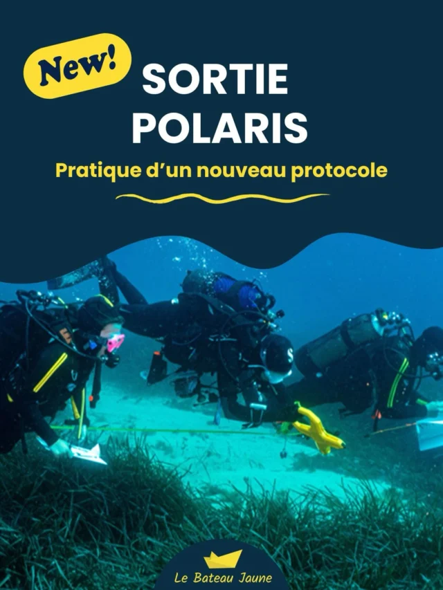 🤩 NOUVEAU PROTOCOLE POLARIS 🔍
BIG NEWS !! Avec @septentrion.environnement nous mettons en place la pratique d’un tout NOUVEAU protocole Polaris : L’observation de l’herbier de Posidonie en Méditerranée 🌱🫧  Le jeudi 4 juin, rejoignez nous le temps d’une journée pour partir en mer explorer les fonds marins 👀🔍  👉 1h30 de formation à terre avec l’équipe @septentrion.environnement
⛵️Embarquement sur le bateau pour la journée
🫧 Observation de l’herbier de Posidonie sur 2 plongées
💛 Debrief tous ensemble sur le temps du midi ! Prévoyez votre pique nique 🎉  Nous sommes ravis de pouvoir mettre en place ce type de sortie au sein du Bateau Jaune !  Rendez-vous à 8h30 le jeudi 4 juin !  + d’infos & réservations : 06 14 31 00 93  Crédits photo : @septentrion.environnement