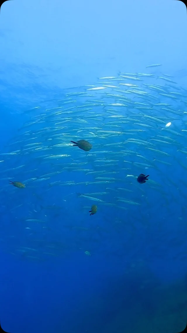 Au royaume des barracudas 💙  #marseille #plongeesousmarine #parcnationaldescalanques #barracuda #mediterranean