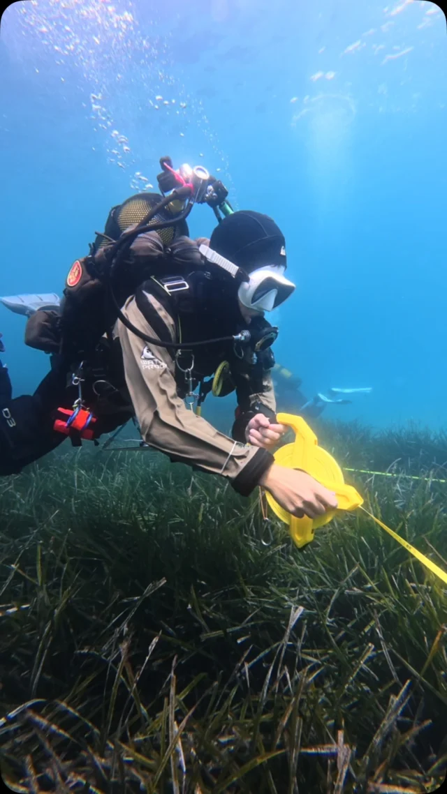 🌱 POSITIVE - POLARIS
Retour en images de la mise en pratique du tout nouveau protocole POSITIVE  👉 Avec notre équipe, celle de @septentrion.environnement et certains plongeurs  nous sommes partis observer l’herbier de Posidonie en Méditerranée 🔍🫧  Merci à tous d’avoir répondu présents pour cette observation 🙏 C’était une bonne expérience qu’on espère remettre à bientôt !  Crédits vidéo : @septentrion.environnement
Protocole développé par : @septentrion.environnement ; GIS Posidonie et Planète mer !  #parcnationaldescalanques #science #plongée_sous_marine #diving #marseille