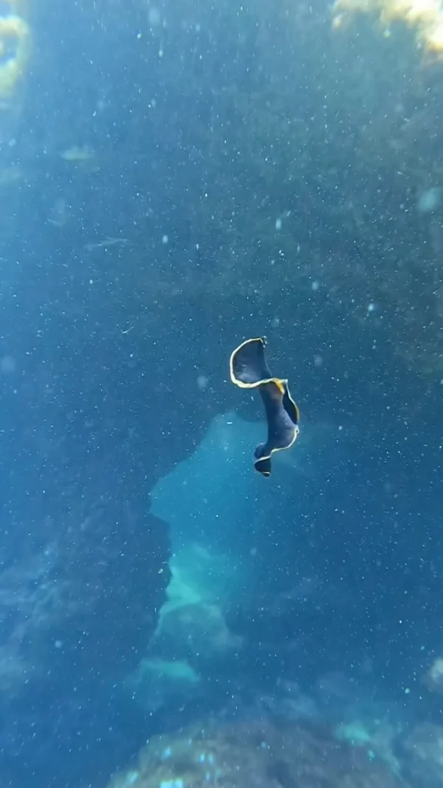 💙 PASSION NUDIBRANCHES 💙
Prendre le temps de trouver ces petites merveilles en Méditerranée 🥰  #marseille #plongeesousmarine #parcnationaldescalanques #marinebiology #diving
